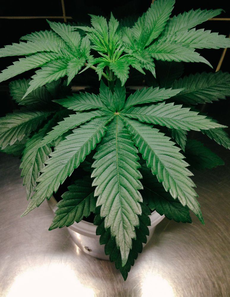 S1  r1 kush micro grow 2