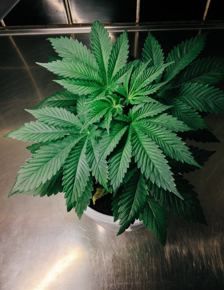 S1  r1 kush micro grow 3