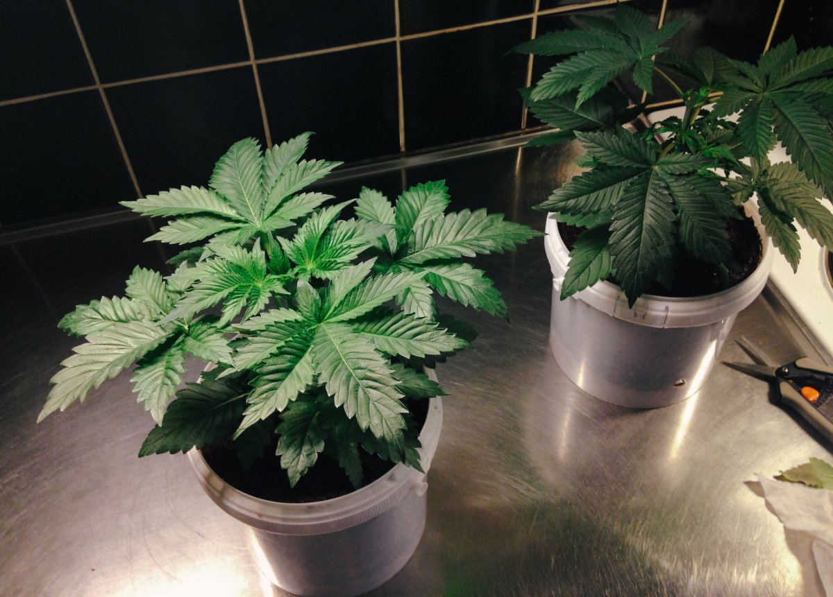 S1  r1 kush micro grow 4