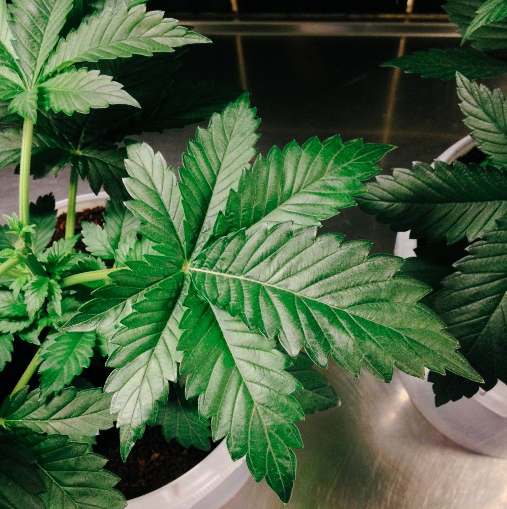 S1  r1 kush micro grow 5