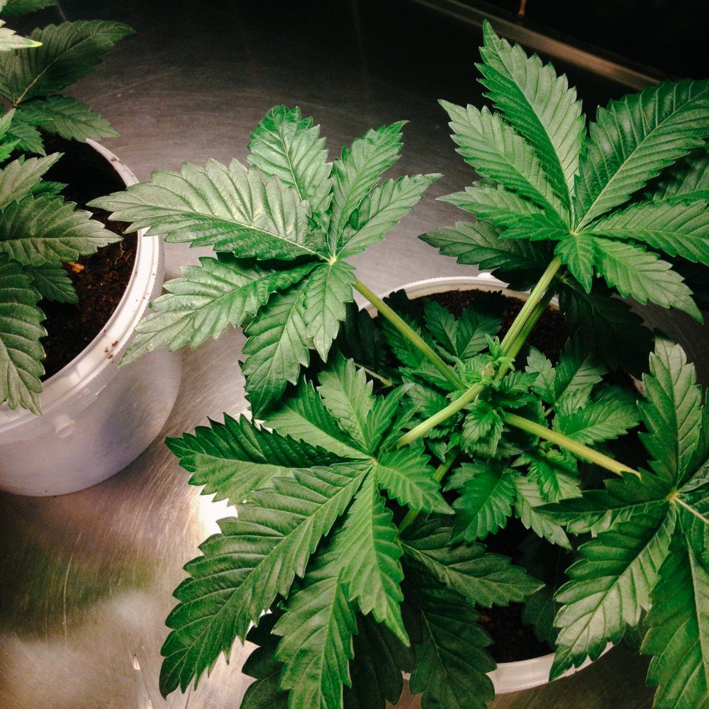S1  r1 kush micro grow 6