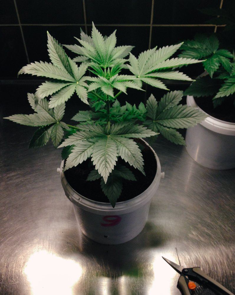S1  r1 kush micro grow 7