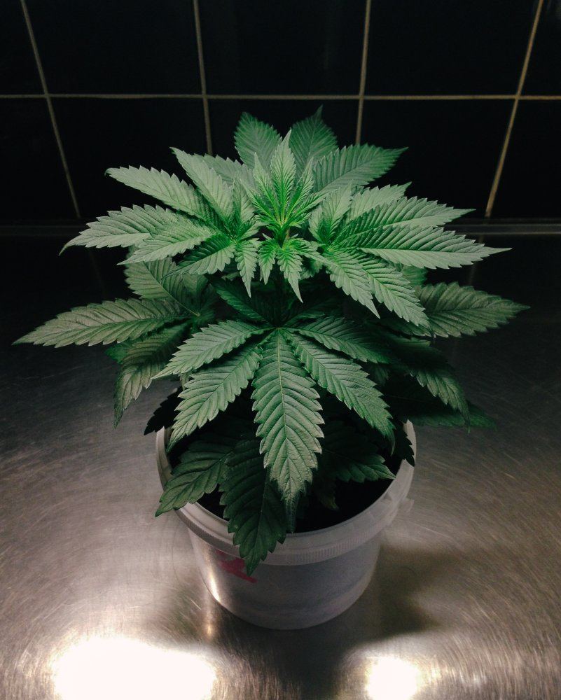 S1  r1 kush micro grow