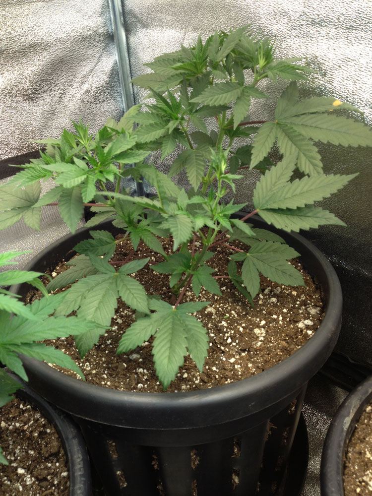 S Gr Veg