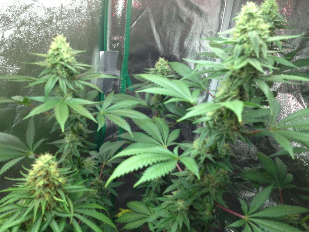 S Grape2