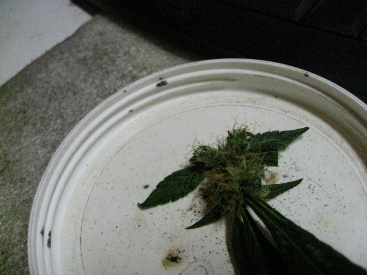SA bud on leaf w seeds 002