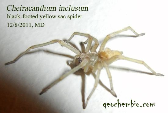 Sac spider