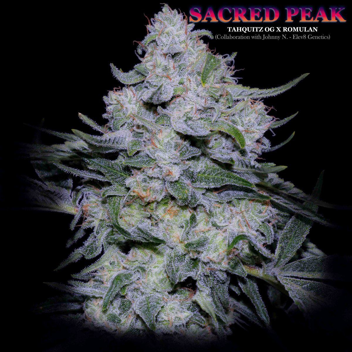 Sacred Peak   Title