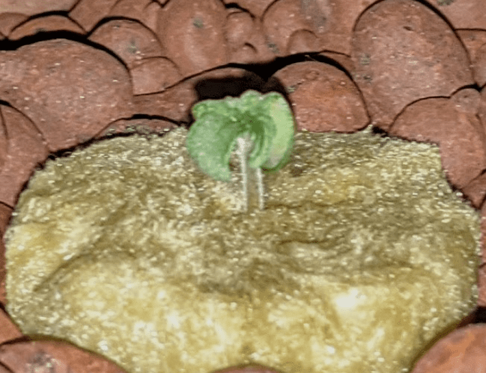 www.thcfarmer.com