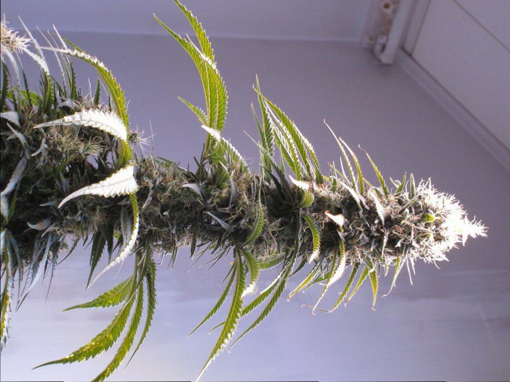 SAGE cola
