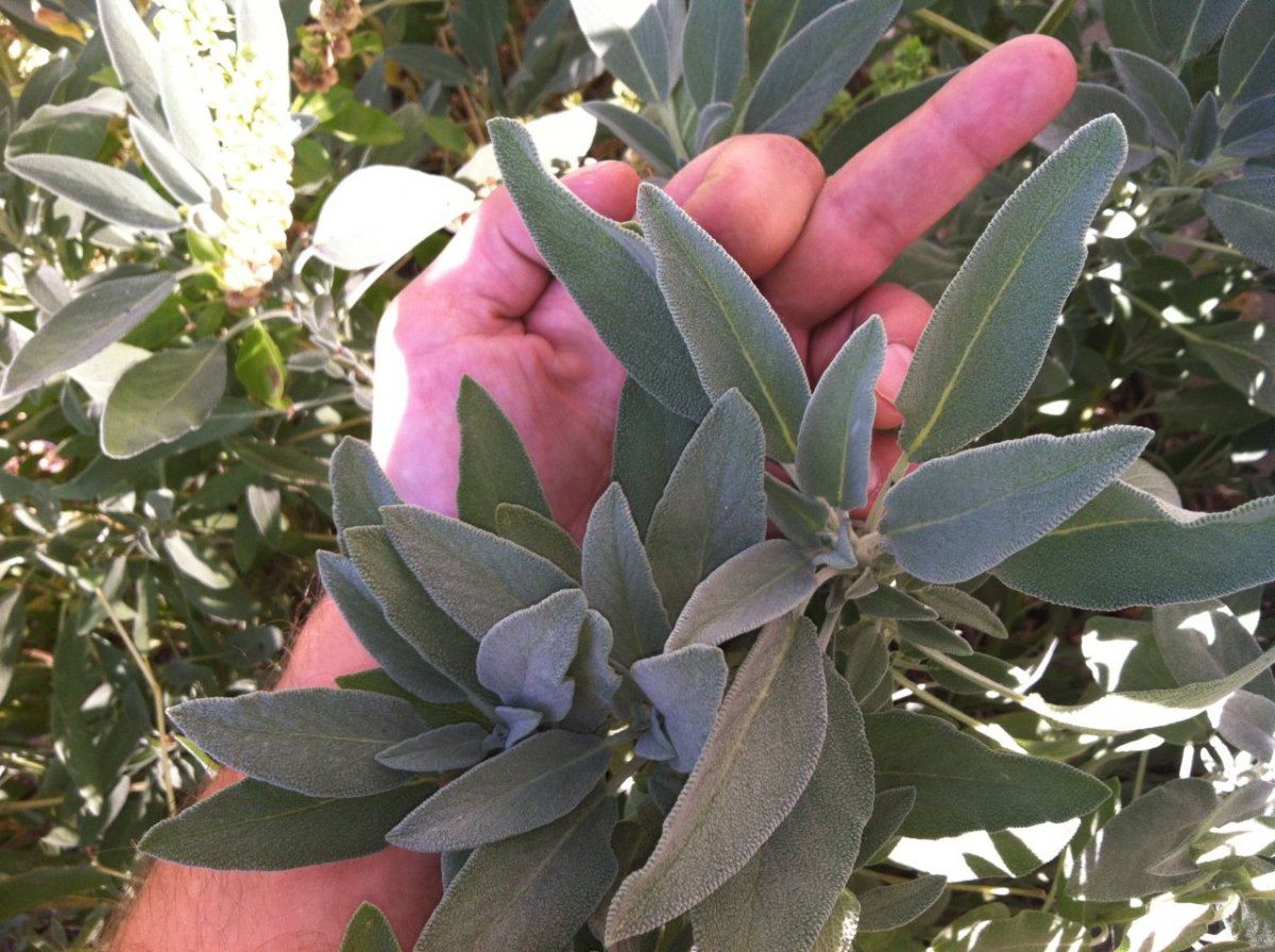 SAGE