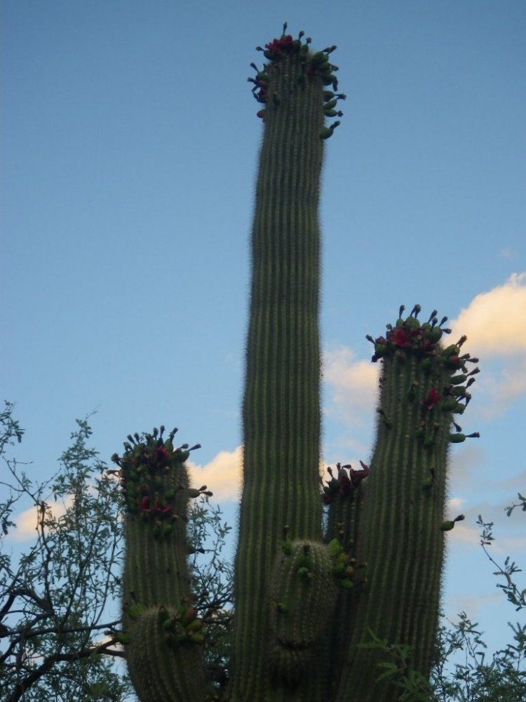 Saguaro cactus 005