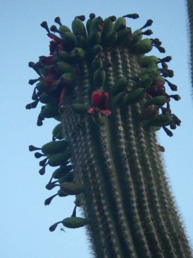 Saguaro cactus 006