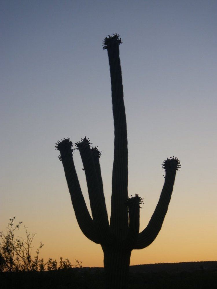 Saguaro cactus 008