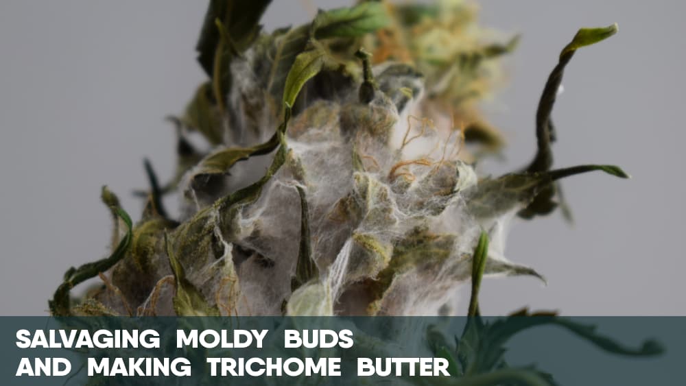 Salvaging Moldy Cannabis Buds and Making Trichome Butter