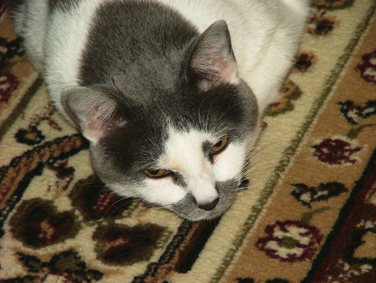 Sam