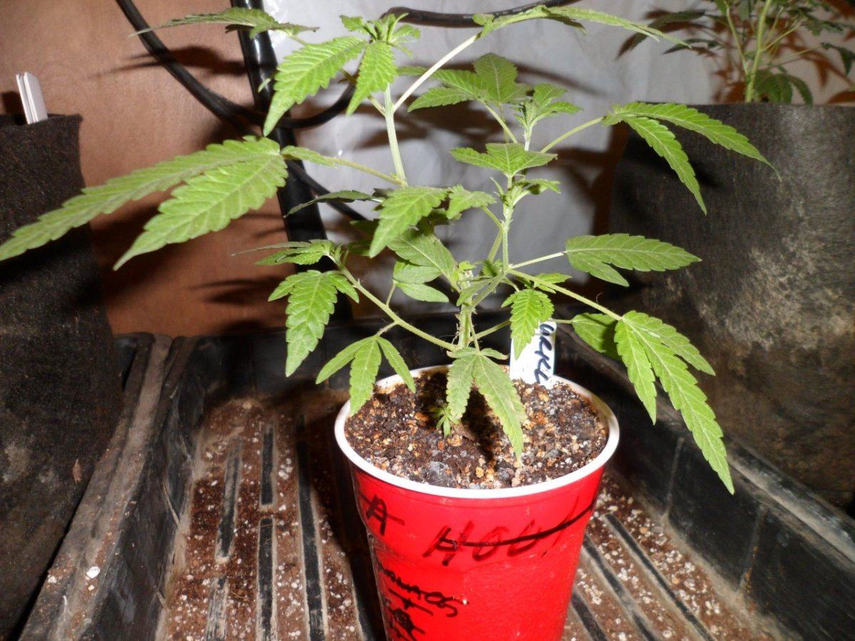 SAM 0077