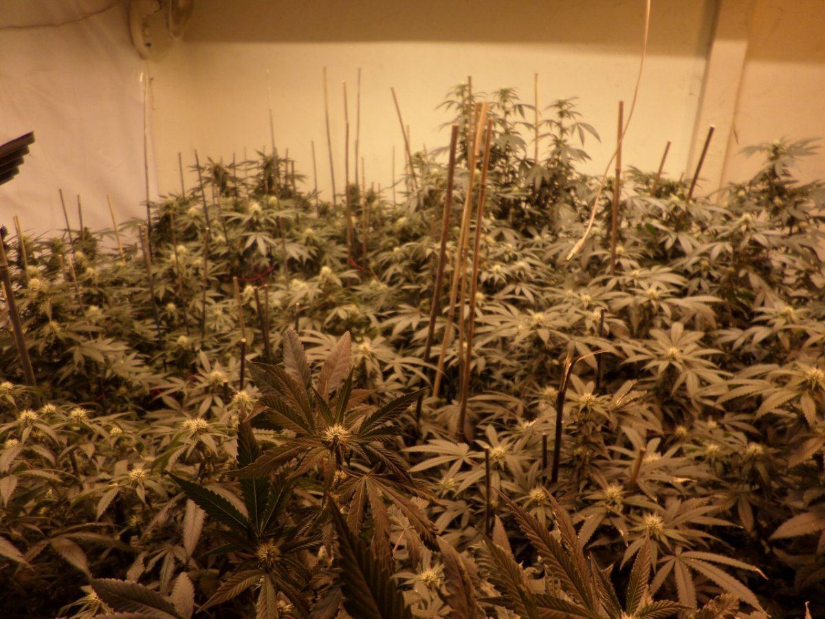 SAM 0339