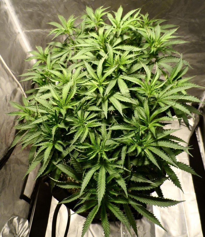 SAM 1124