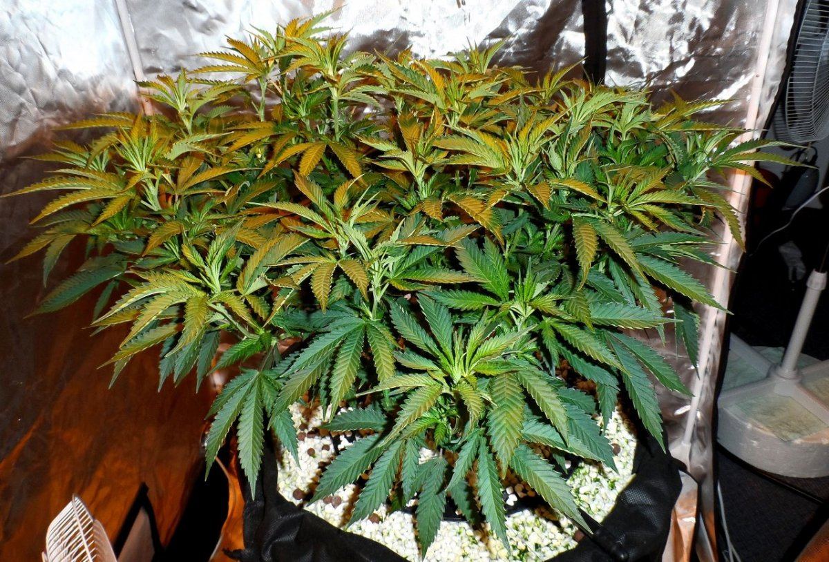 SAM 1158