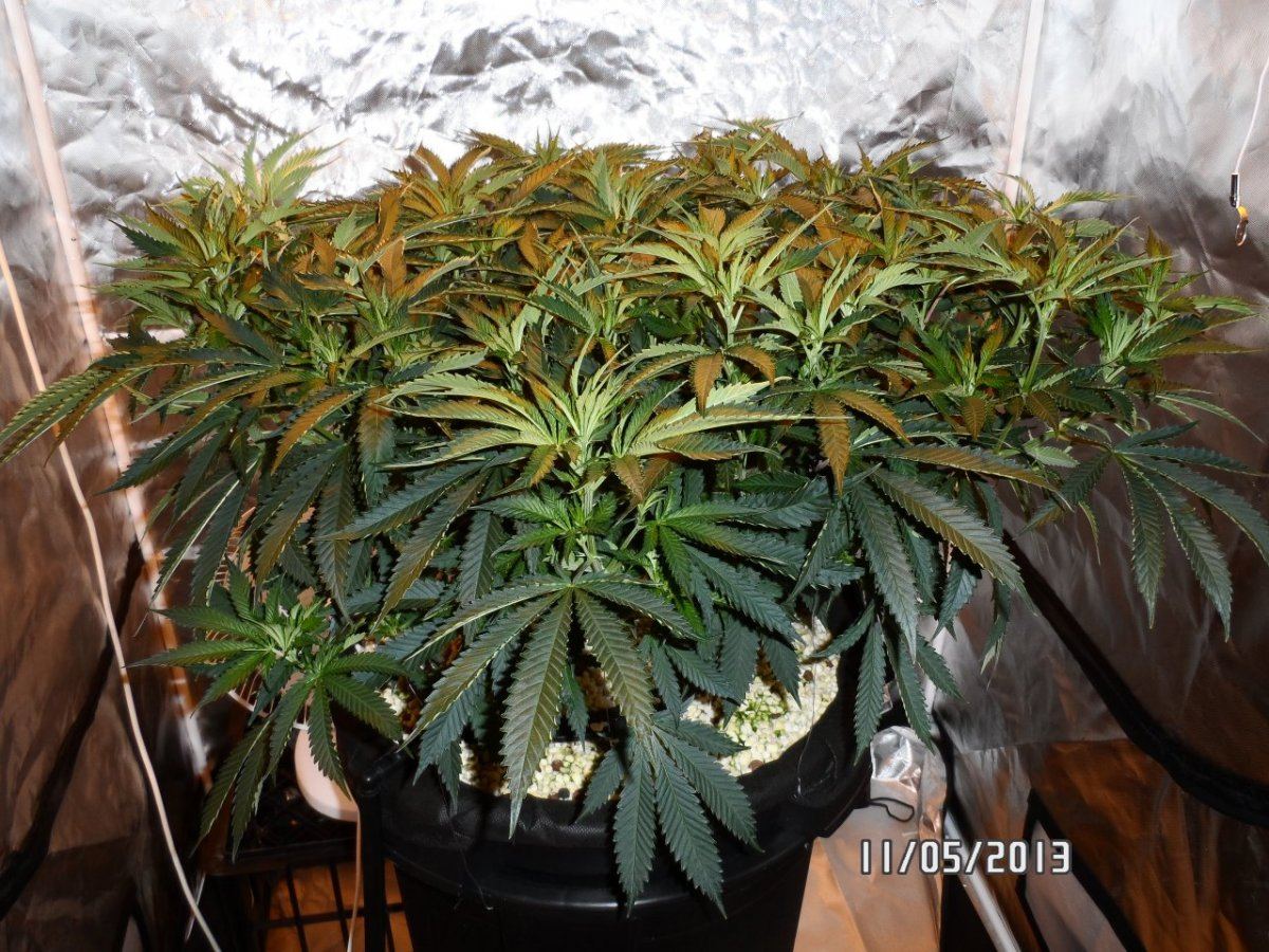 SAM 1245