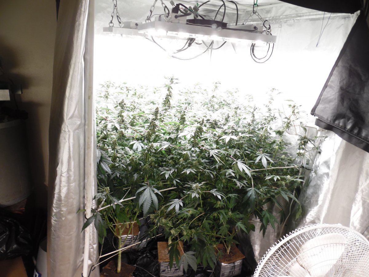 SAM 1246