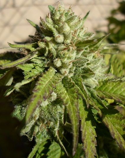 SAM 2379TROPICOMALIEN