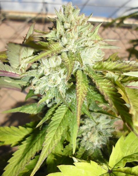 SAM 2387TROPICOMALIEN