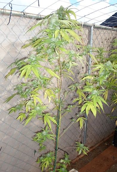 SAM 2389TROPICOMALIEN