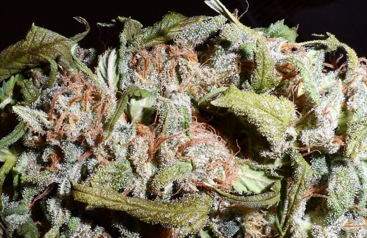 SAM 2700