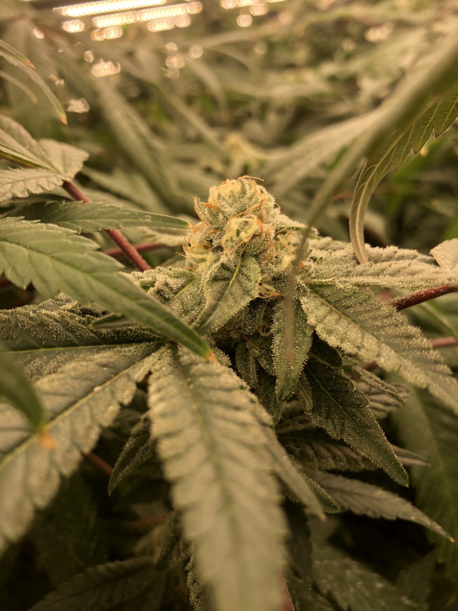 Same mother plant different looking buds 3