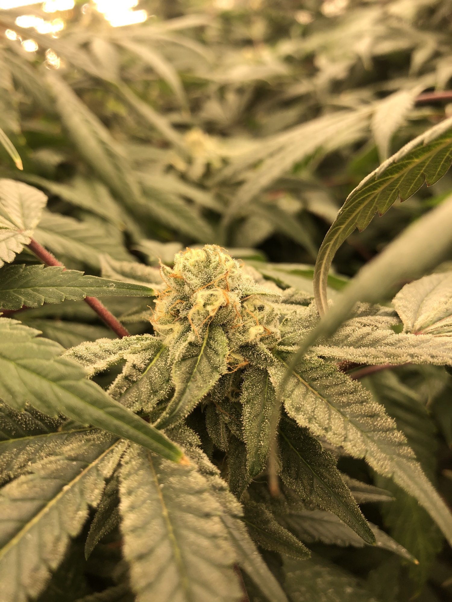 Same mother plant different looking buds 4