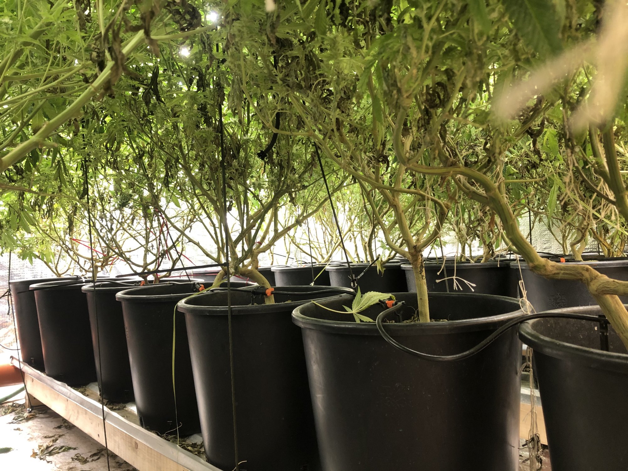 Same mother plant different looking buds 5
