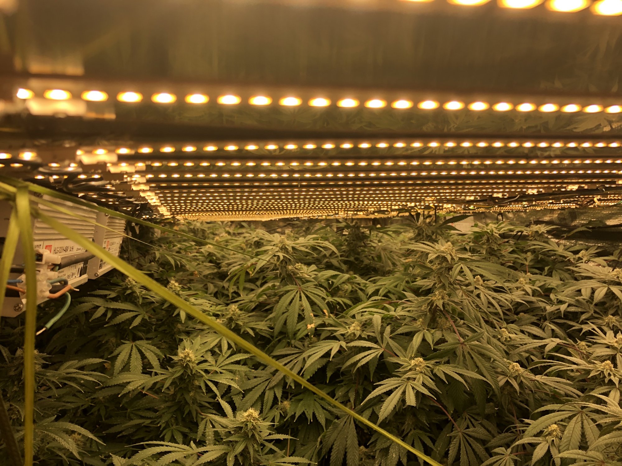Same mother plant different looking buds 6
