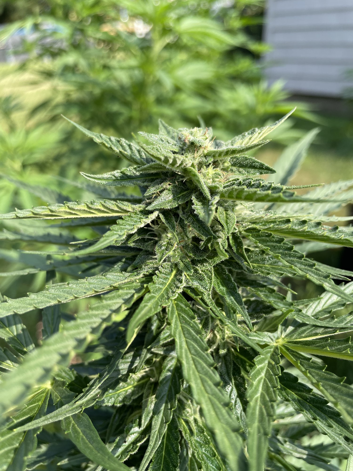 Same strain different buds ideas 2