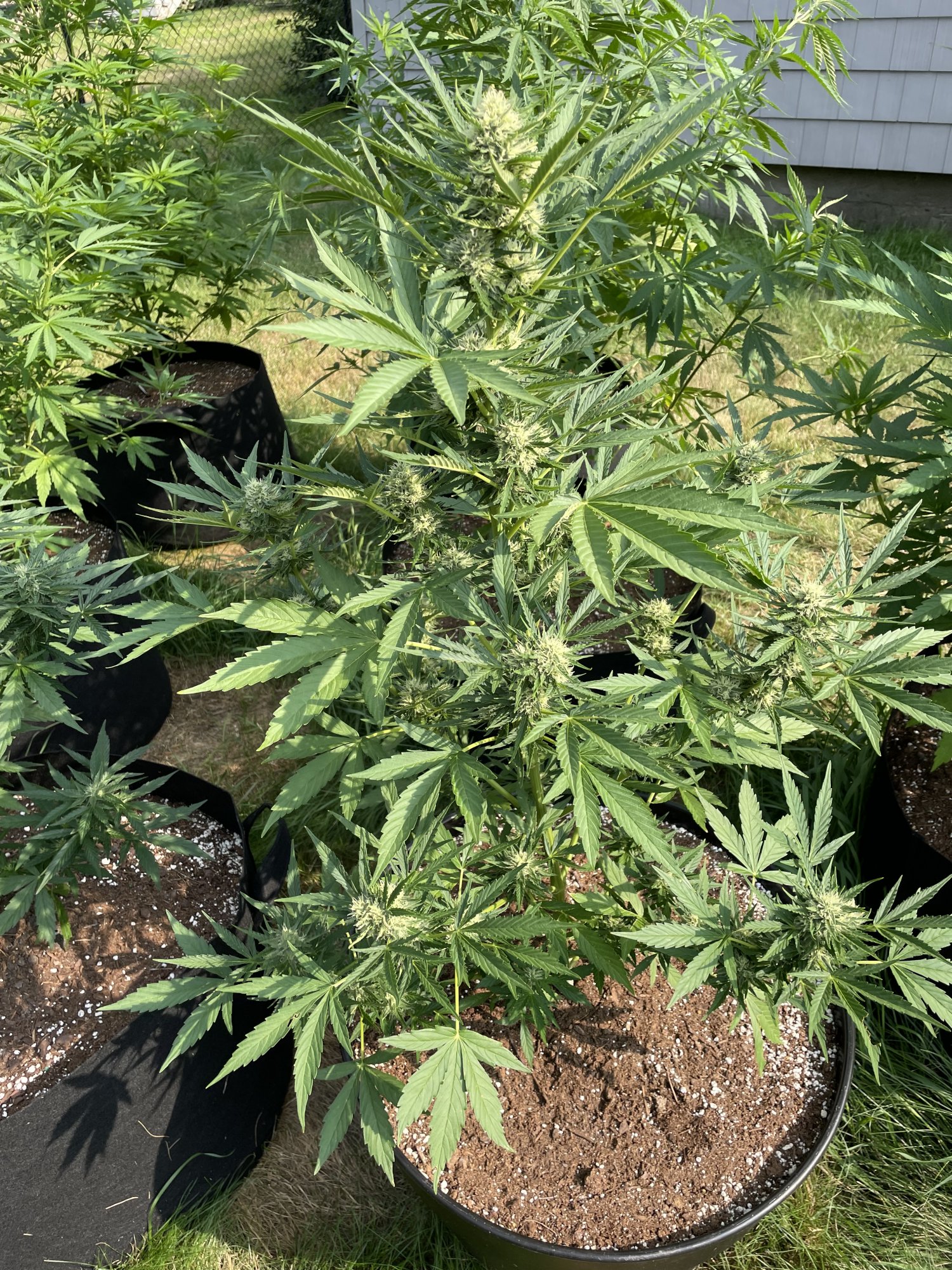 Same strain different buds ideas 3