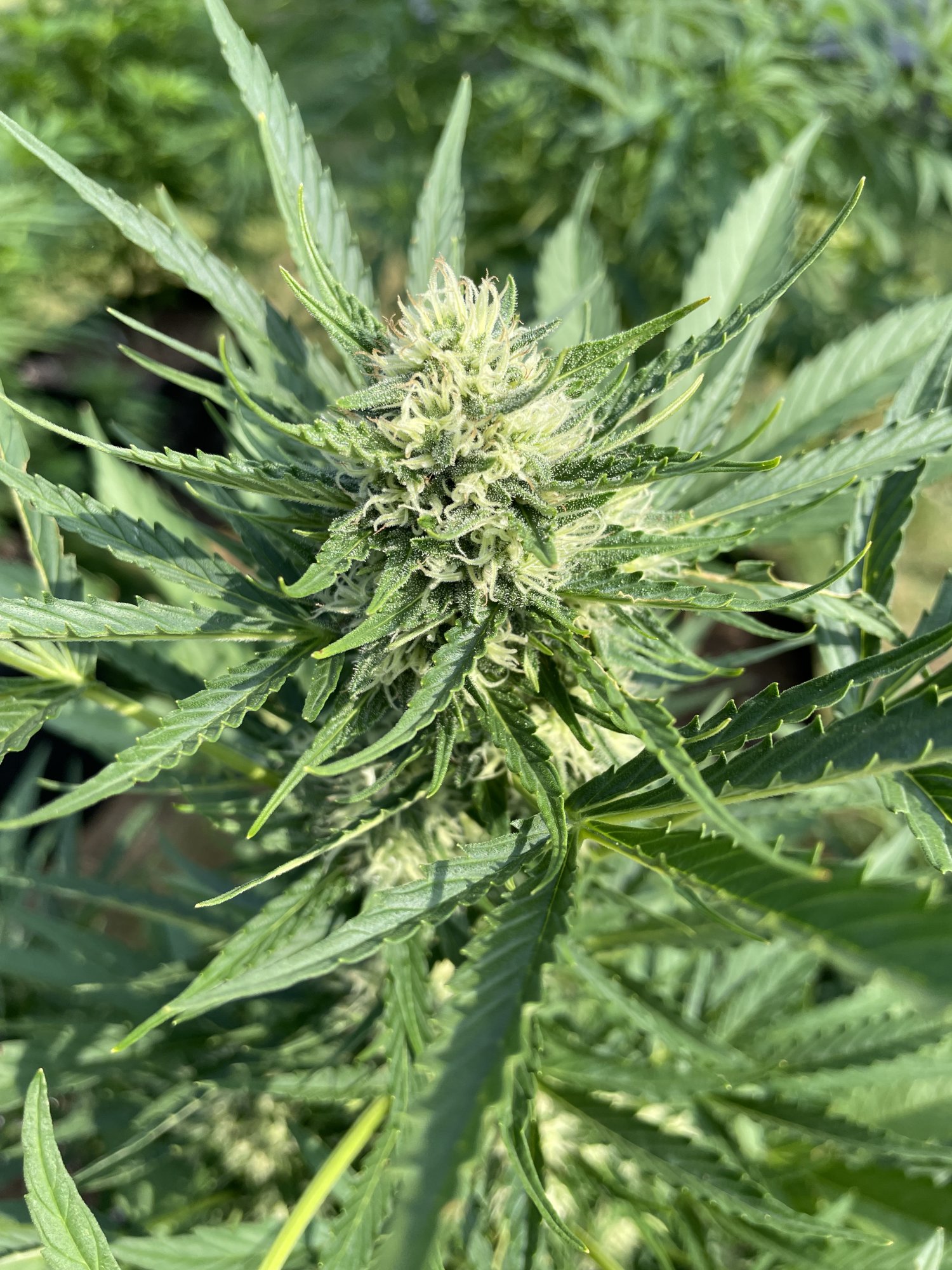 Same strain different buds ideas 4