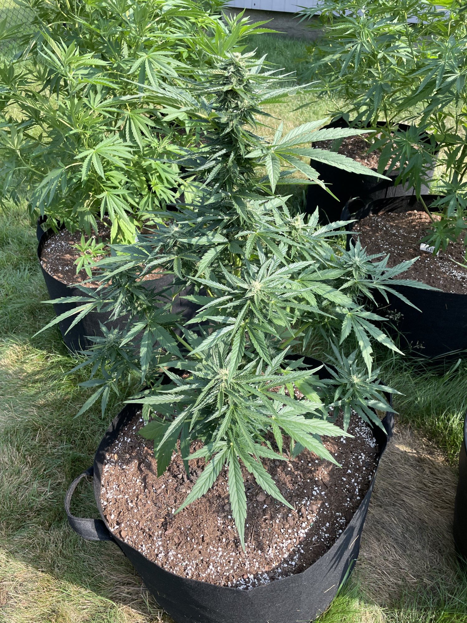 Same strain different buds ideas