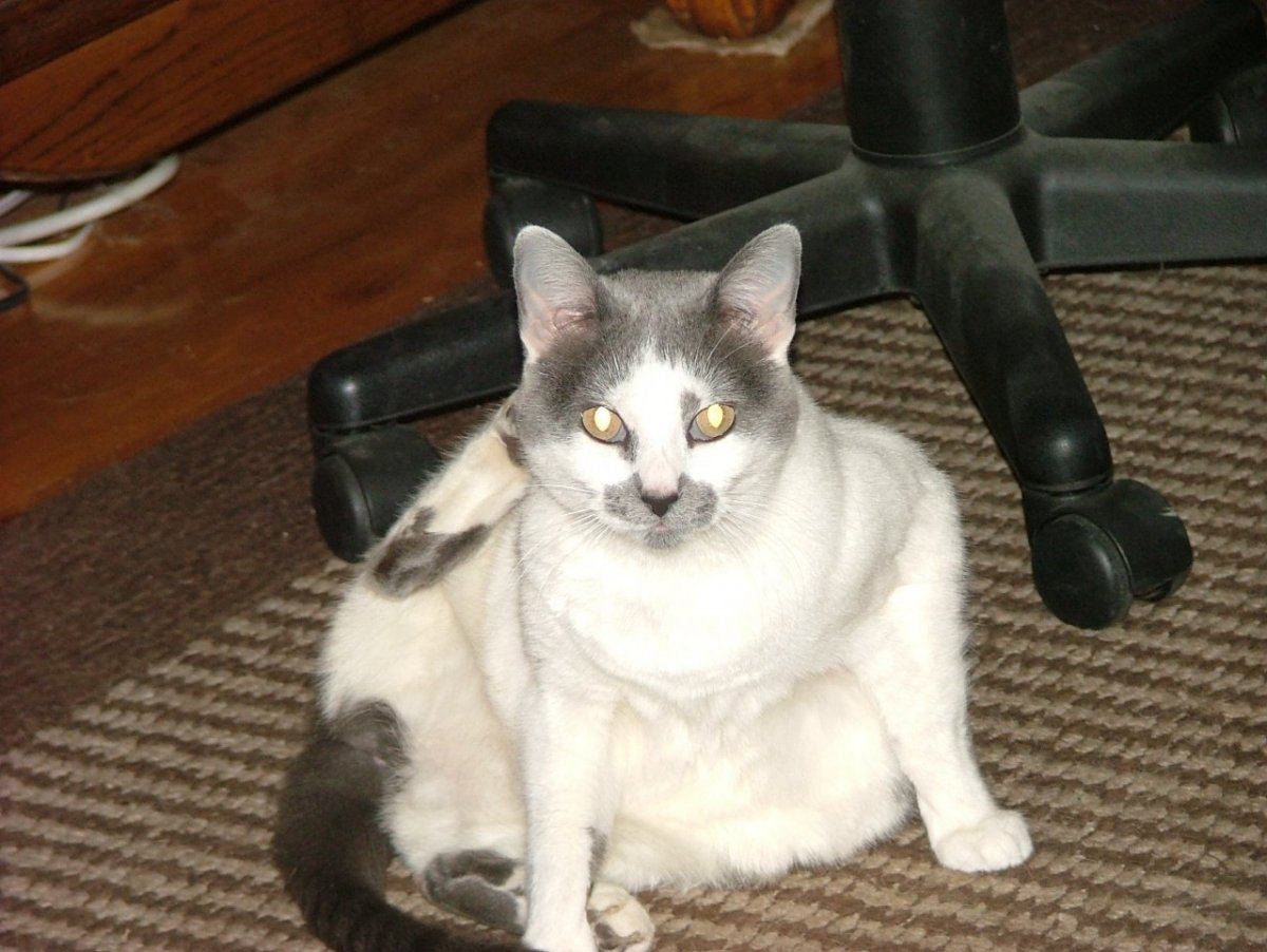 Sammy