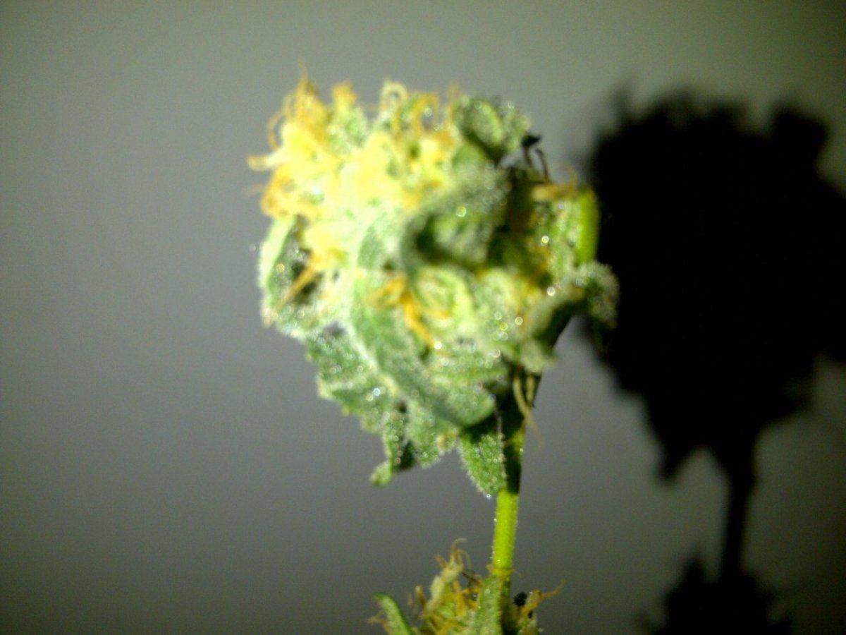 Sample bud arc day 40