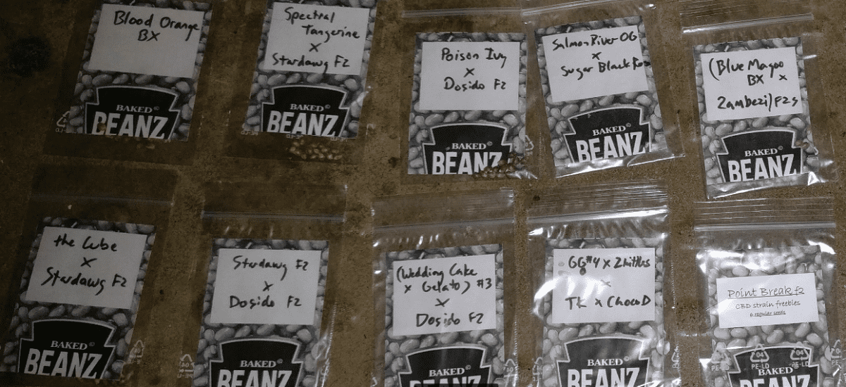 Samwellbakedbeans162519