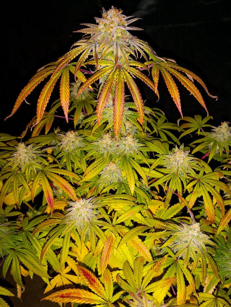 Samwellbloodorangebx153119