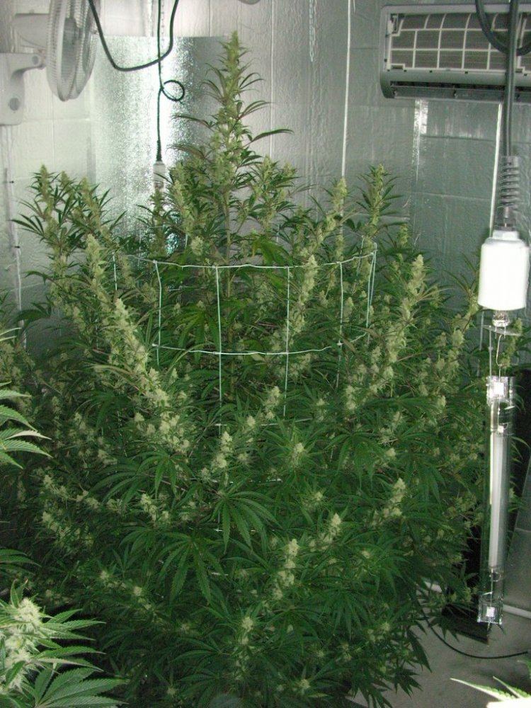 SANY0016