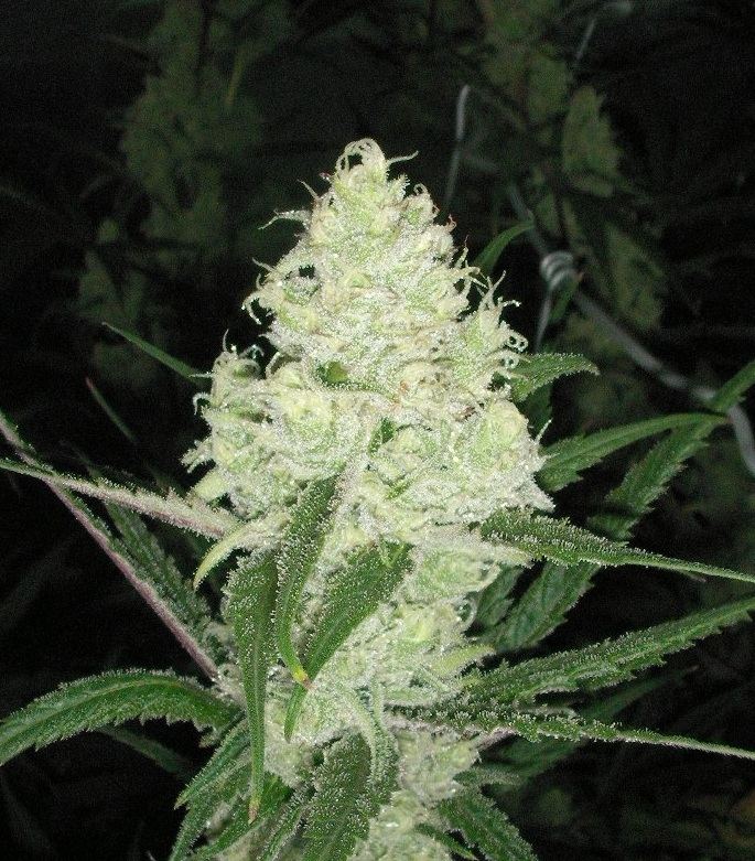 SANY0040