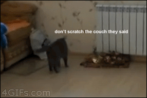 Sassy cat mocks its humans
