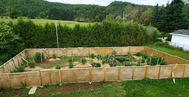 Sassys garden 2014 4