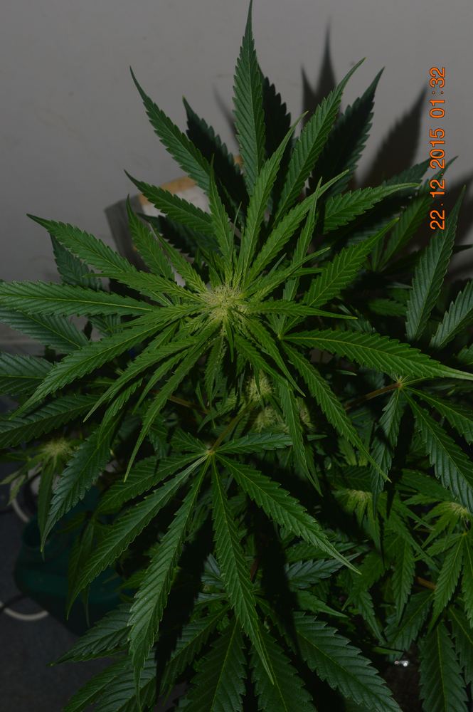 Satdomb2