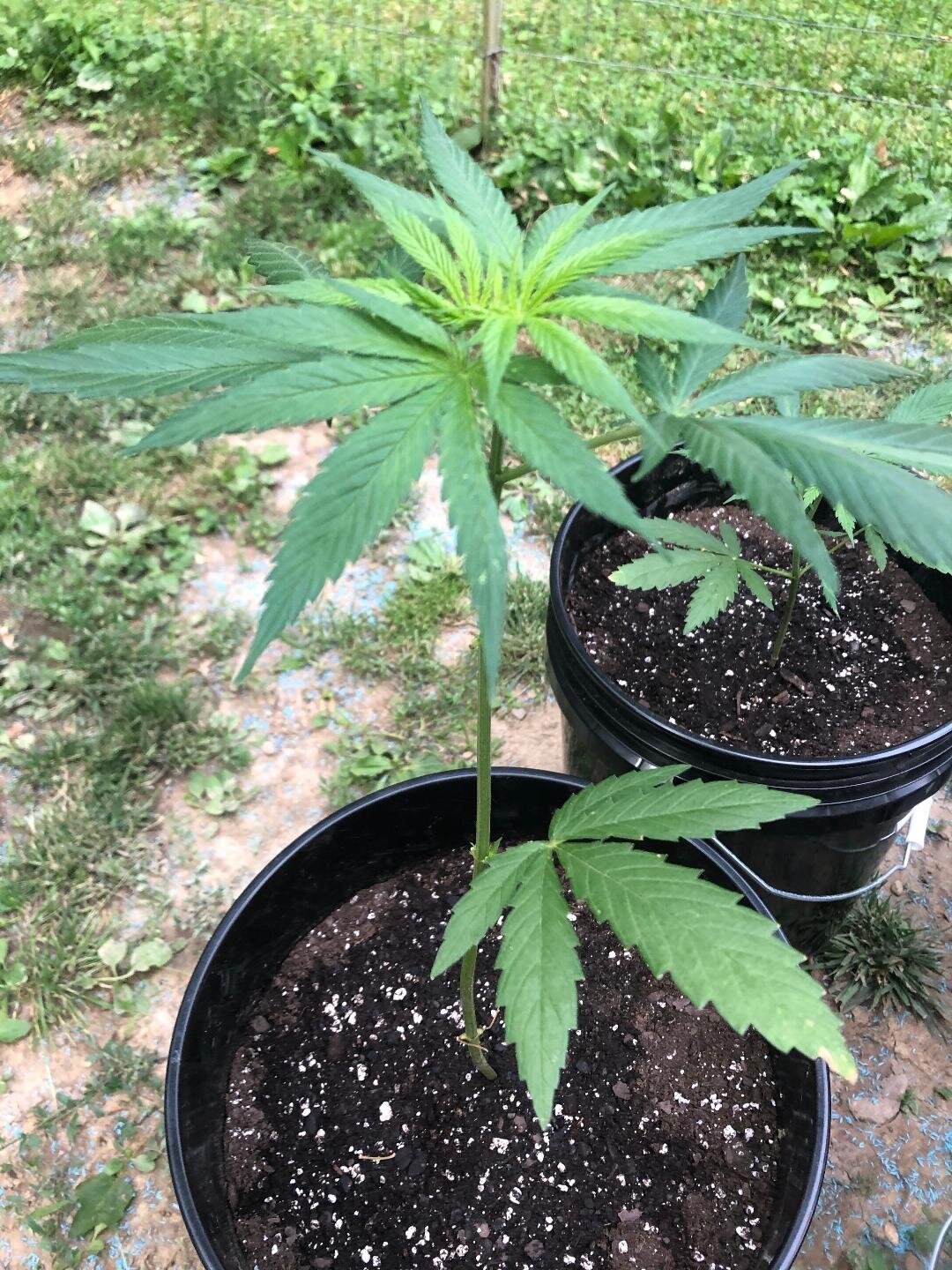 Sativa 2jpg