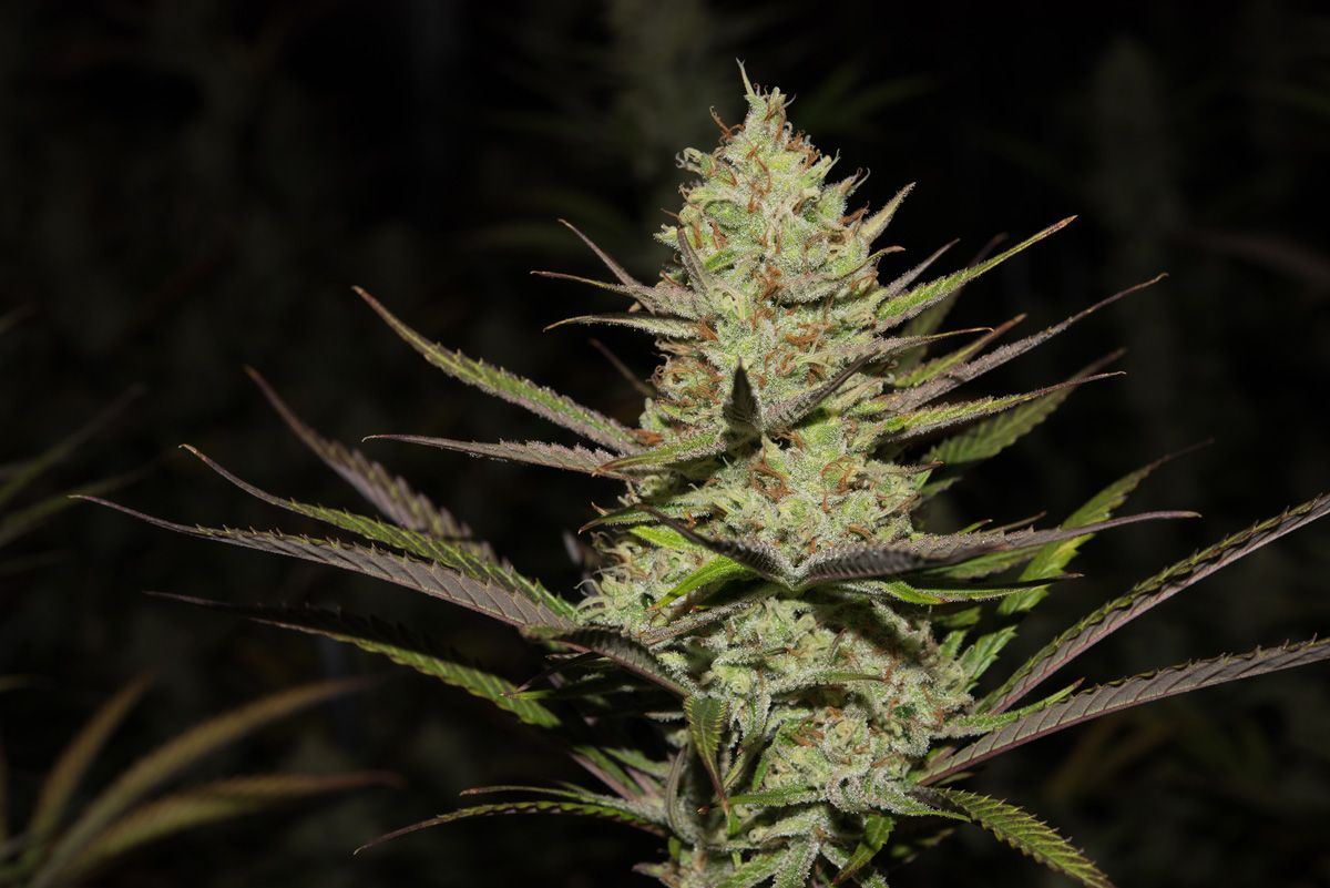 Sativa leaf