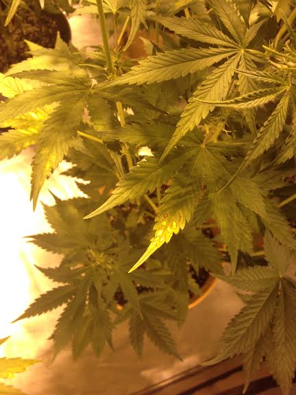 Sativa prob2jpg
